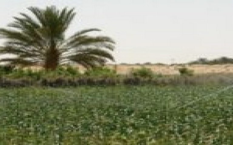 L’Algérie mise sur les énergies alternatives pour le bien être de son agriculture