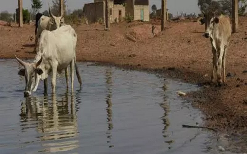 Sénégal : la zone des Niayes « libérée de la mouche tsé-tsé »
