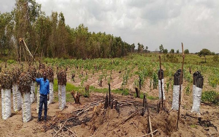 Un nouveau projet d’agroforesterie attendu en RDC dès début 2019
