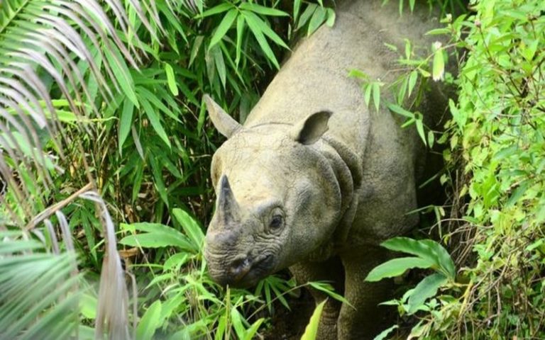Un nouveau tsunami en Indonésie pourrait mettre en péril les rhinocéros de Java