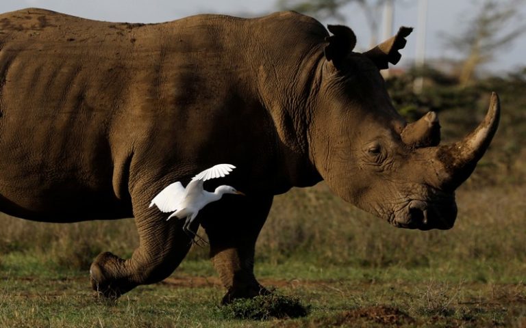 Quand les technologies volent au secours de la biodiversité