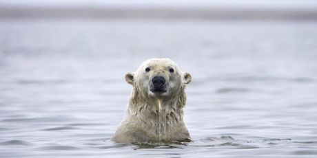 Catastrophe climatique : Suicide ou survie?