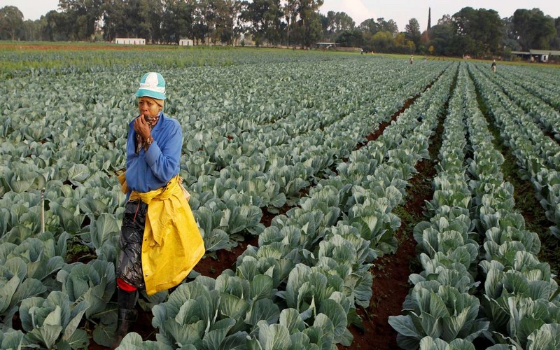 70 % des travailleurs agricoles concernés par le salaire minimum en Afrique du Sud