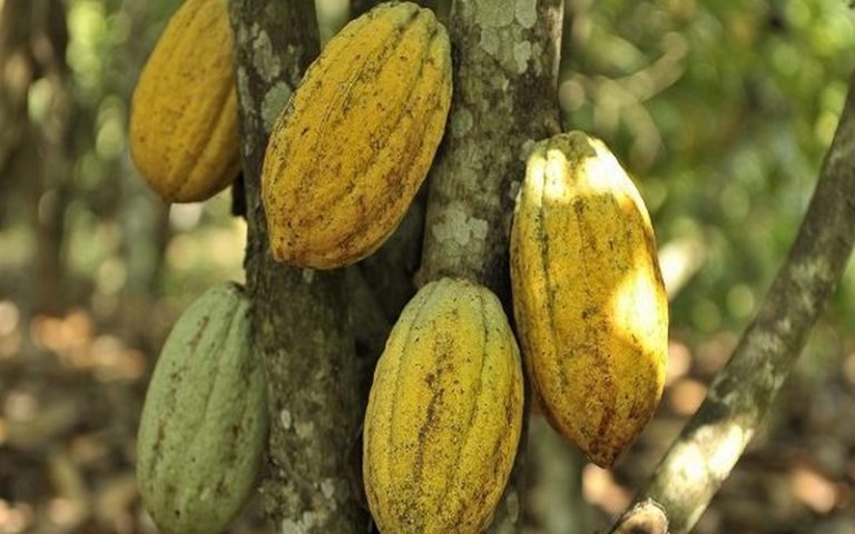 Chute de 2,4 pc des exportations de produits cacaoyers en Côte d’Ivoire