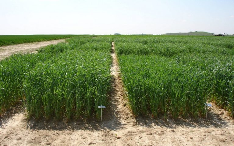 Des semences clonales développées à partir du riz hybride