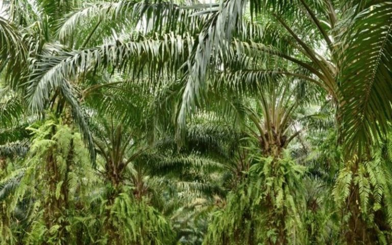 Exploitation durable du palmier à huile : La Malaisie s’inspire de l’expérience du Gabon