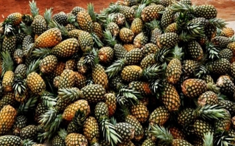 Le Bénin, une terre propice à la culture d’ananas