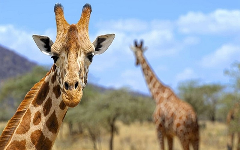 La Sixième extinction de masse fatale à la faune de l’Ile Maurice