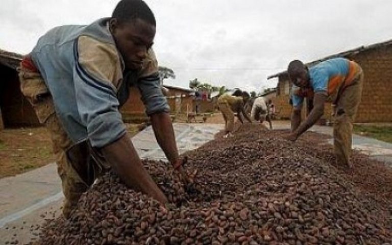 La culture cacaoyère : une menace réelle pour l’écologie et l’économie en Afrique
