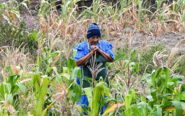 La sécheresse pourrait régresser la production de maïs en Afrique du Sud