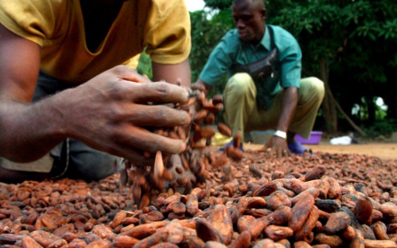 Le Ghana vise la transformation locale de 50% de sa production de cacao