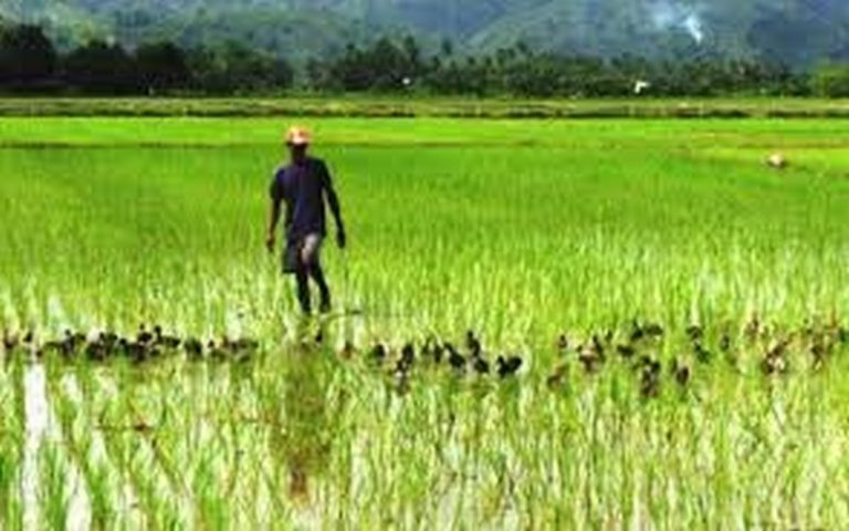 Le DG de la SODAGRI dédramatise le retard de la pluviométrie, les producteurs satisfaits de l’évolution des plants de riz