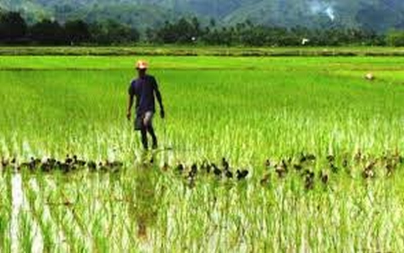 Le DG de la SODAGRI dédramatise le retard de la pluviométrie, les producteurs satisfaits de l’évolution des plants de riz