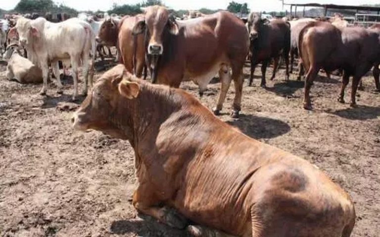Le cheptel Sud-africain attaqué par la fièvre aphteuse