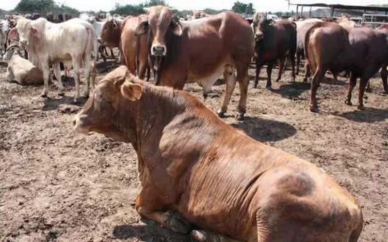 Le cheptel Sud-africain attaqué par la fièvre aphteuse