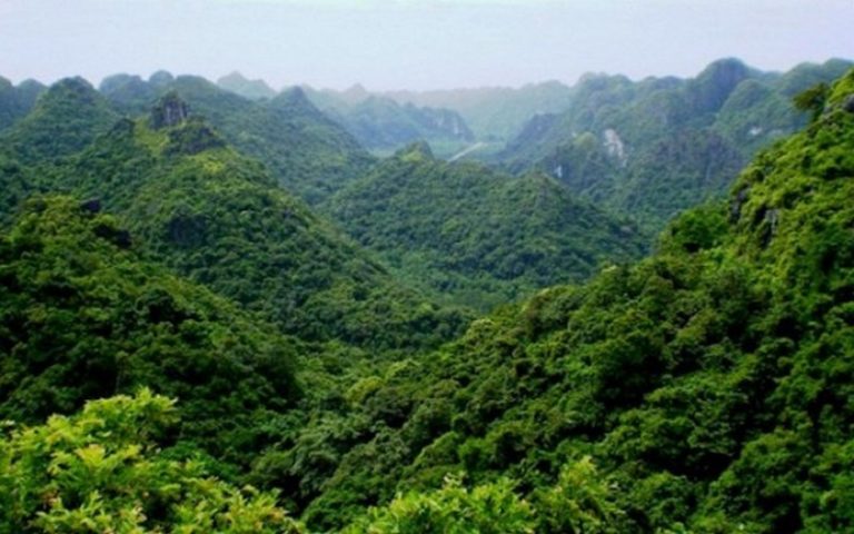 Pour le DG de la SODEFOR, la forêt classée de Cavally (Côte d’Ivoire) est bien préservée