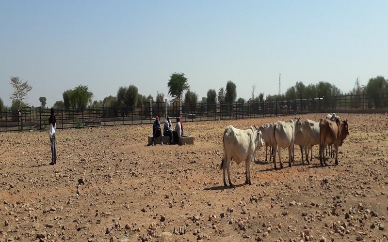 Renforcer la résilience des éleveurs pastoraux en Afrique de l’Est
