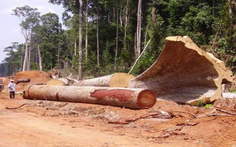 Rétro 2018 sur la traçabilité et la conservation des ressources forestières au Congo