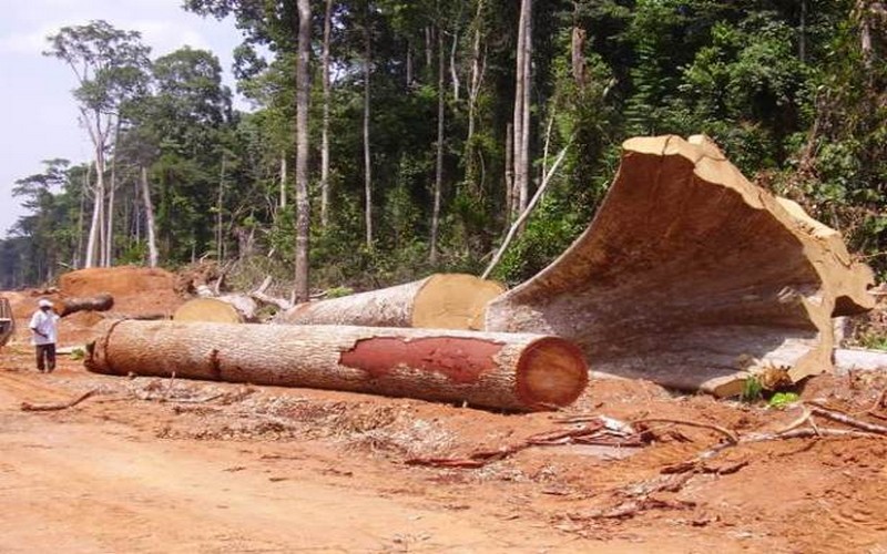 Rétro 2018 sur la traçabilité et la conservation des ressources forestières au Congo