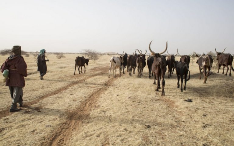 Sahel : les pasteurs misent sur les satellites pour détecter les points d&rsquo;eau