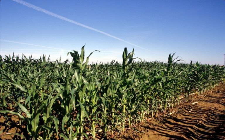 Wandile Sihlobo craint une chute de 19% de la superficie de maïs en Afrique du Sud