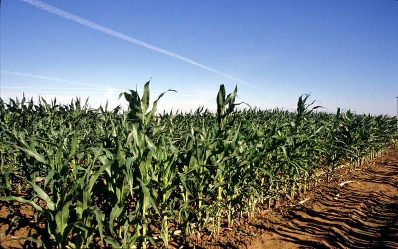 Wandile Sihlobo craint une chute de 19% de la superficie de maïs en Afrique du Sud