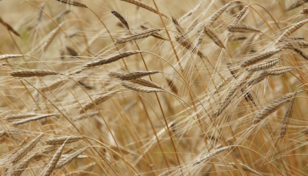 Cameroun : l’Irad expérimente de nouvelles variétés de blé