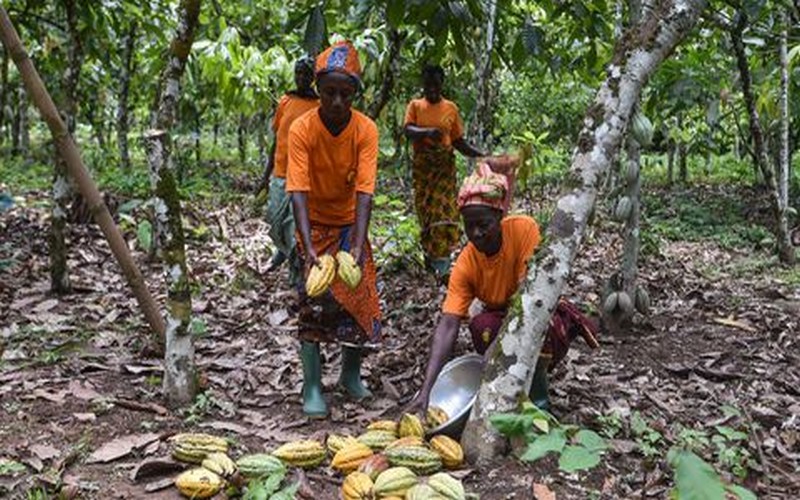 Hausse de 25% des cours mondiaux du cacao en 2018