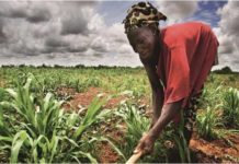 Les ONG œuvrent pour la stagnation de l’agriculture africaine