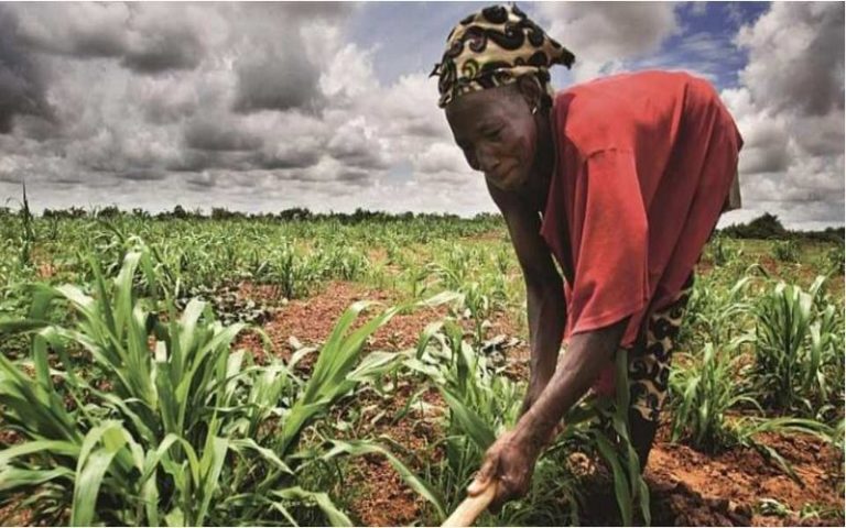 Les ONG œuvrent pour la stagnation de l’agriculture africaine