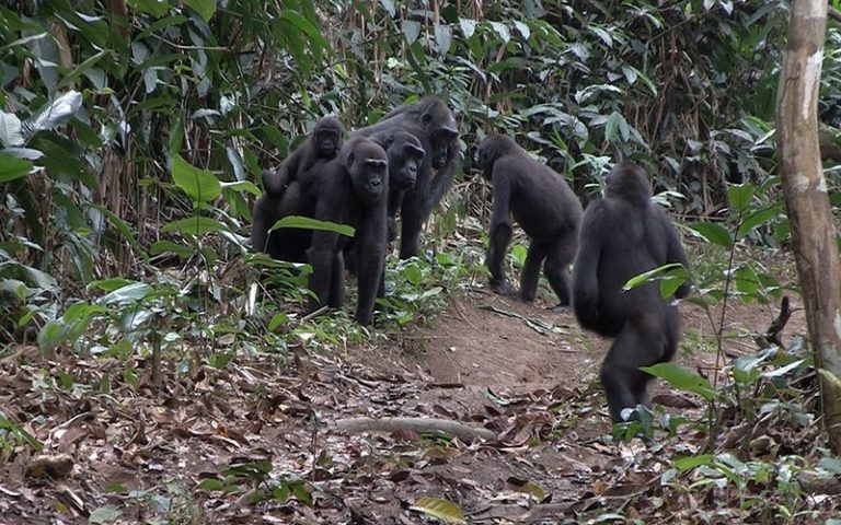Congo : Forte tolérance entre groupes de gorilles des plaines de l’Ouest