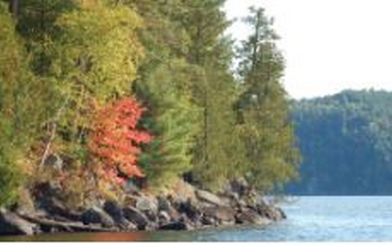 L’UQAT à une subvention importante pour aider l’industrie forestière à faire face aux changements climatiques