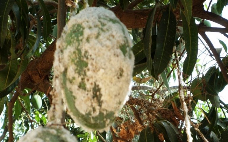 La cochenille farineuse menace la mangue au Burkina Faso