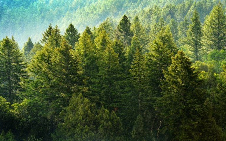 La séquestration du carbone dans les sols et forêts, une pratique à connaître