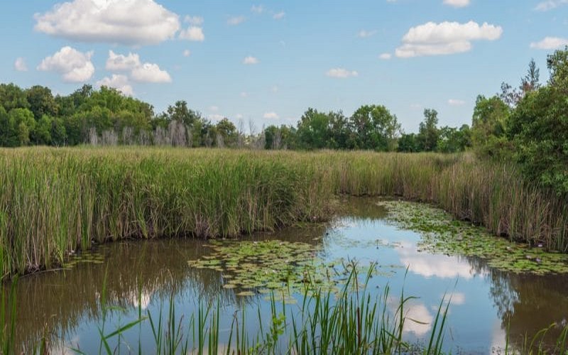 Le Kenya déterminé à renforcer la protection de ses zones humides