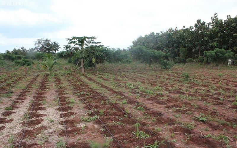 Le Sahel croule sous le poids des changements climatiques