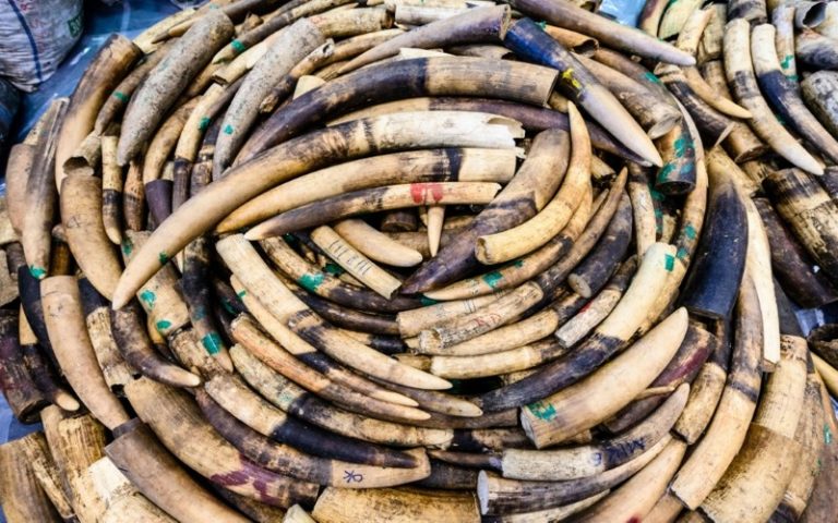 Le braconnage de rhinocéros chute pour la 3ème année consécutive en Afrique du Sud