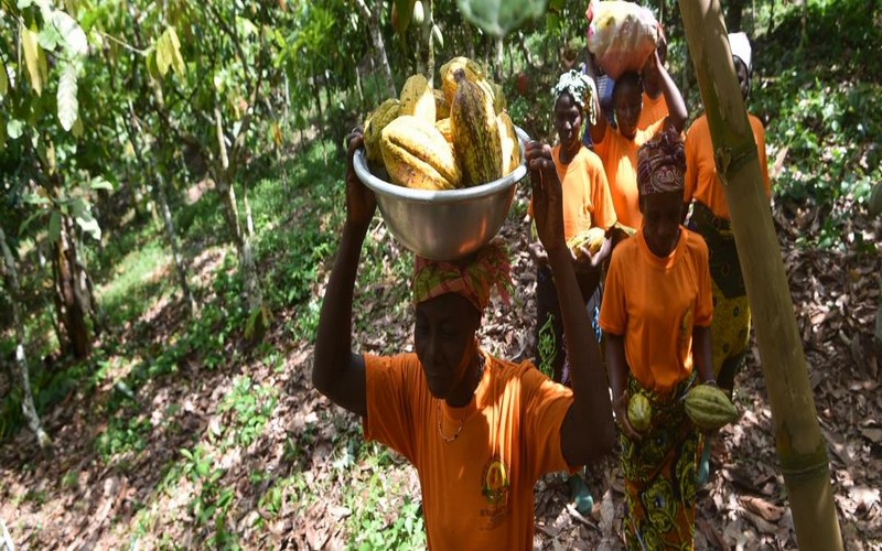 Le cacao a privé à la forêt ivoirienne l’équivalent de 15 000 terrains de foot en 2017