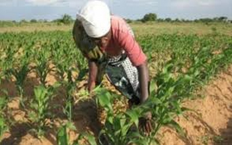 Les candidatures ouvertes pour le prix FAO de l’innovation agricole