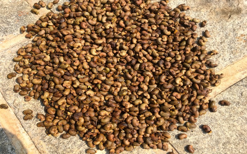 L’Afrique de l’Ouest, 1er fournisseur et transformateur de cajou en progrès