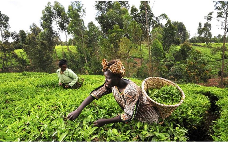 L’Afrique ne peut pas se permettre de rater la révolution du gène