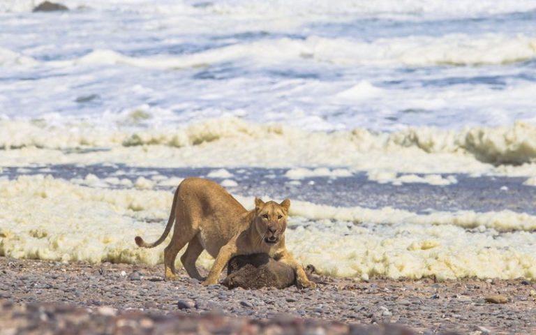 Namibie : le lion du désert se nourrit des phoques et des oiseaux de mer