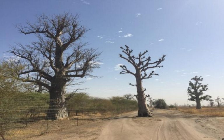 Le Baobab menacé de disparition au Sénégal