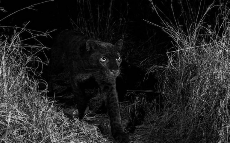Un léopard noir photographié au Kenya