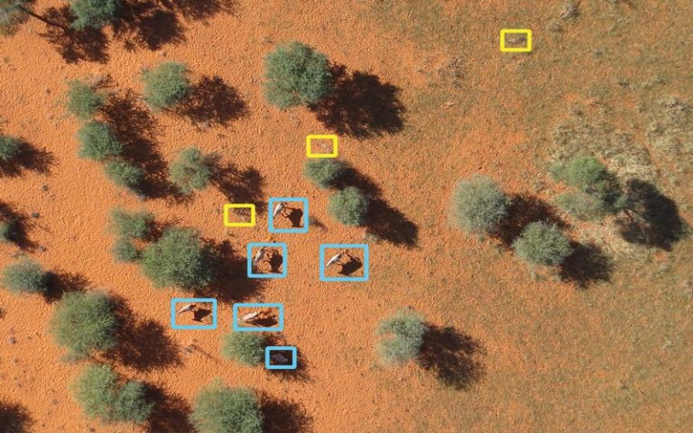 Un pas vers la préservation de la faune de la savane africaine par un projet Suisse