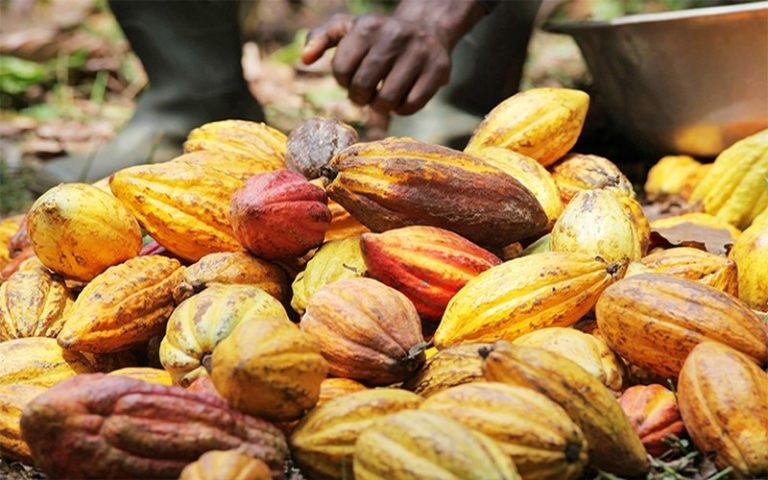Vers une hausse des cours mondiaux du cacao pour la saison 2018/2019