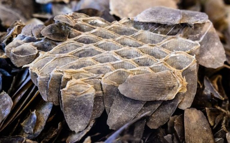 2 tonnes d&rsquo;écailles de pangolins et 200 tonnes de pointes d&rsquo;ivoire saisies au Cameroun