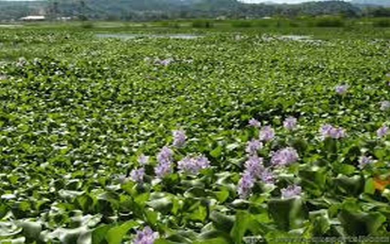 Au Bénin, l’invasive jacinthe d’eau est aussi devenue un « or vert »