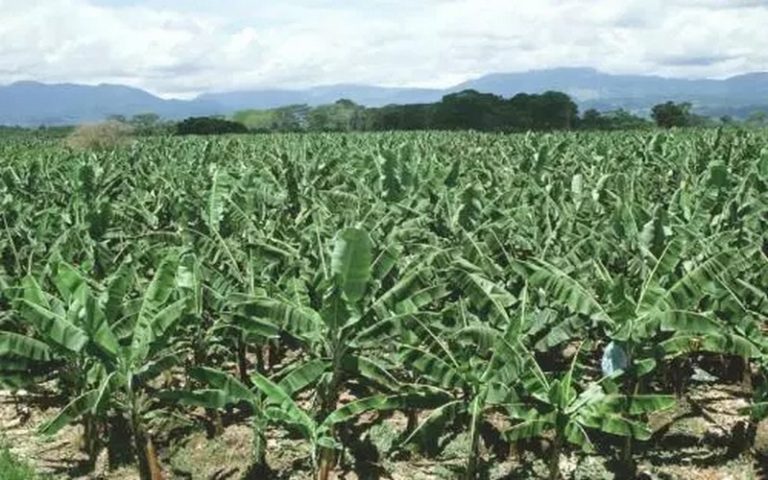 Les attentes du  3ème Forum Climate Smart Agriculture