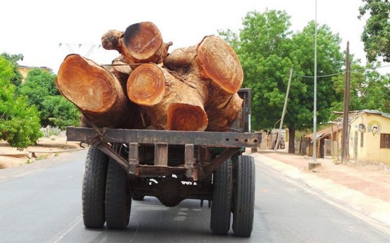 Gambie : Yaya Jammeh cité dans une affaire de trafic de bois en Casamance